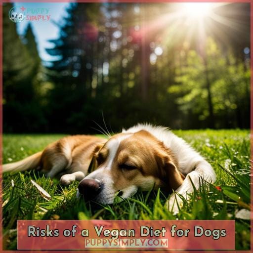 Risks of a Vegan Diet for Dogs