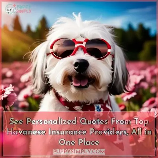 See Personalized Quotes From Top Havanese Insurance Providers, All in One Place