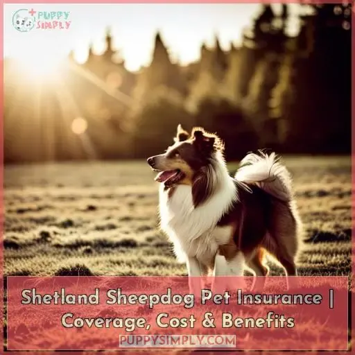 shetland sheepdog pet insurance