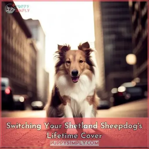 Switching Your Shetland Sheepdog