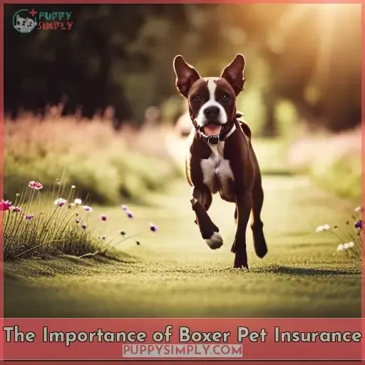 The Importance of Boxer Pet Insurance