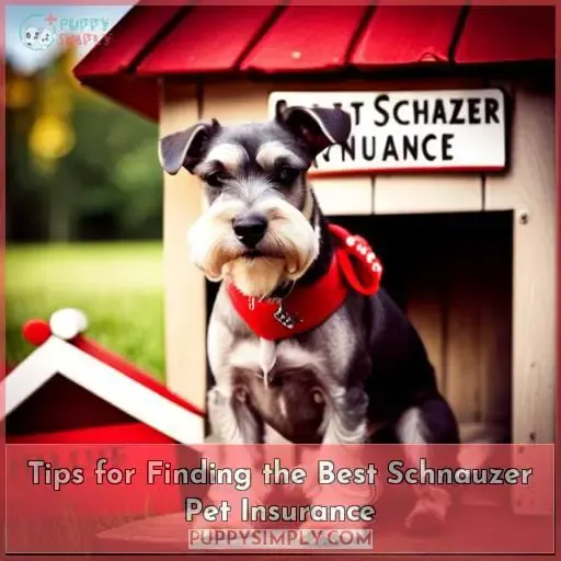 Tips for Finding the Best Schnauzer Pet Insurance