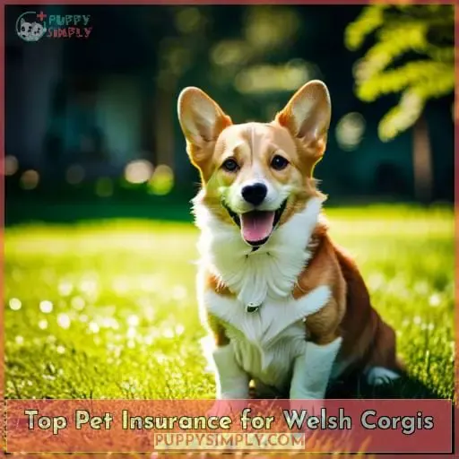 Top Pet Insurance for Welsh Corgis