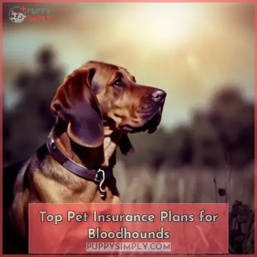 Top Pet Insurance Plans for Bloodhounds