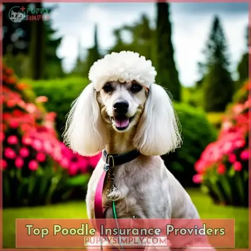 Top Poodle Insurance Providers