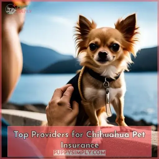 Top Providers for Chihuahua Pet Insurance