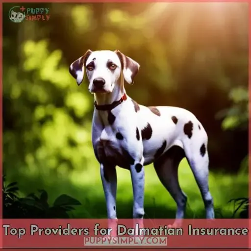 Top Providers for Dalmatian Insurance