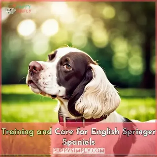 Training and Care for English Springer Spaniels