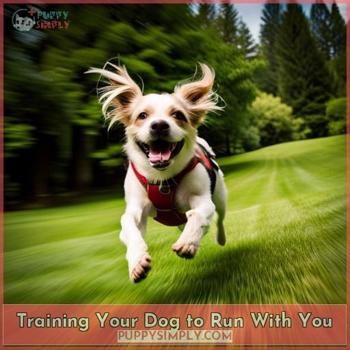 Training Your Dog to Run With You