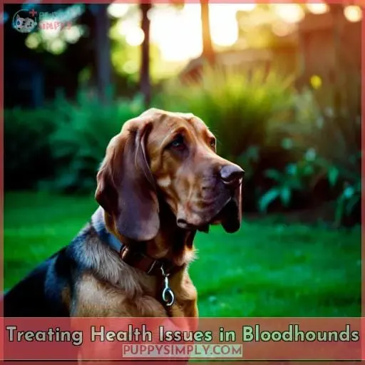 Treating Health Issues in Bloodhounds