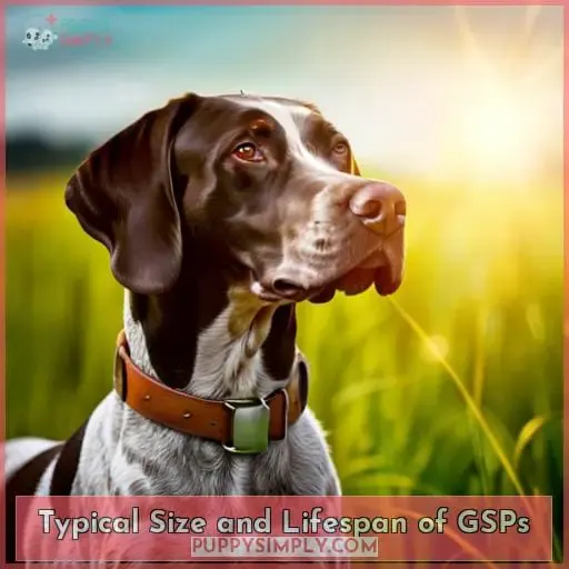 Typical Size and Lifespan of GSPs