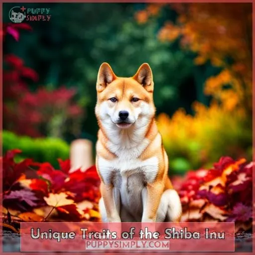 Unique Traits of the Shiba Inu