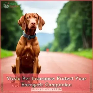 vizsla pet insurance