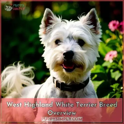 West Highland White Terrier Breed Overview