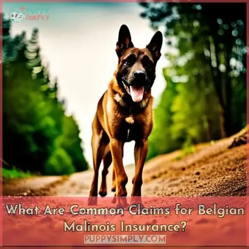 What Are Common Claims for Belgian Malinois Insurance