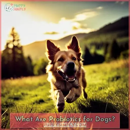 What Are Probiotics for Dogs