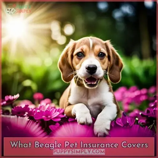 What Beagle Pet Insurance Covers