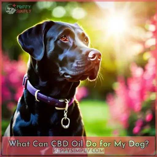 What Can CBD Oil Do for My Dog