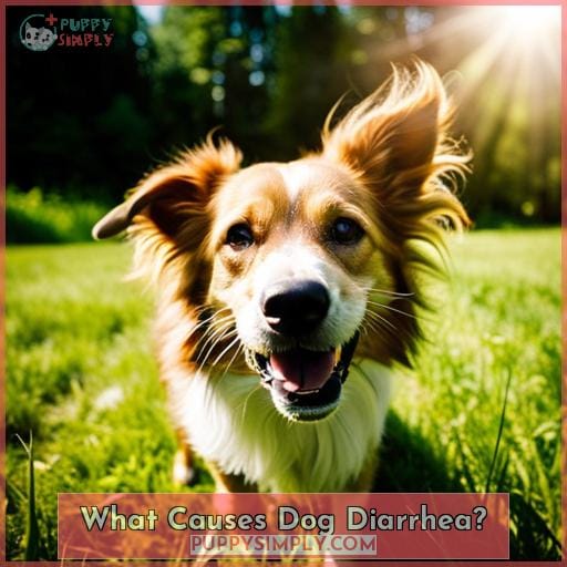 What Causes Dog Diarrhea