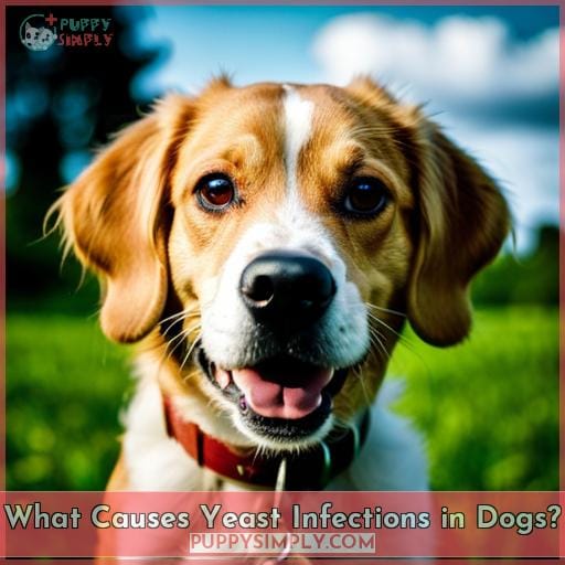 What Causes Yeast Infections in Dogs