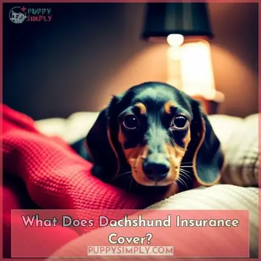 What Does Dachshund Insurance Cover