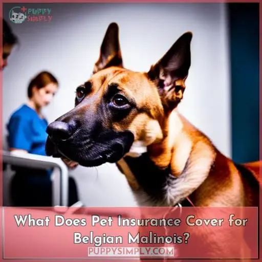 What Does Pet Insurance Cover for Belgian Malinois