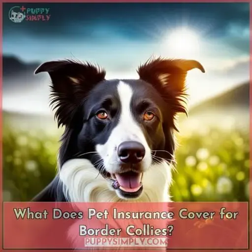 What Does Pet Insurance Cover for Border Collies