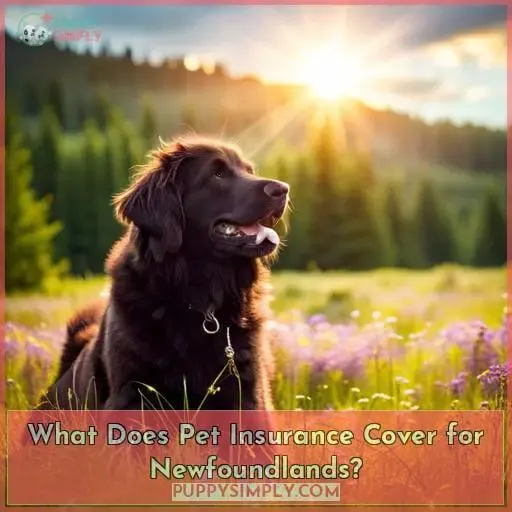 What Does Pet Insurance Cover for Newfoundlands