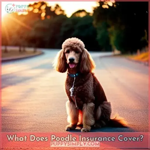 What Does Poodle Insurance Cover