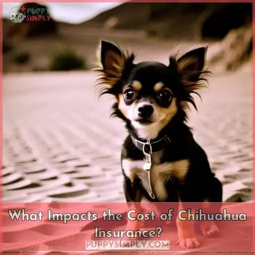 What Impacts the Cost of Chihuahua Insurance