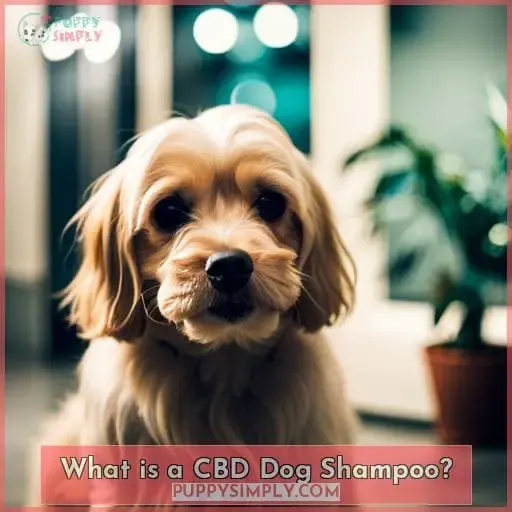 What is a CBD Dog Shampoo
