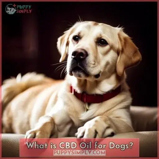 What is CBD Oil for Dogs