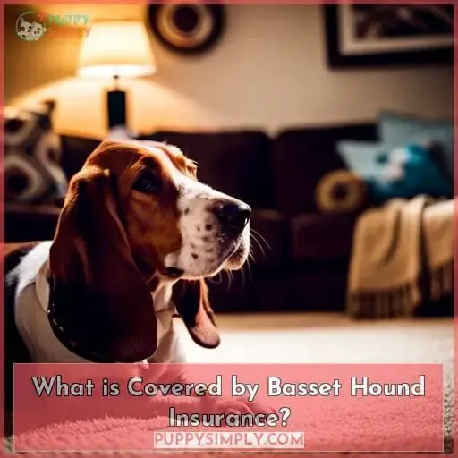 What is Covered by Basset Hound Insurance