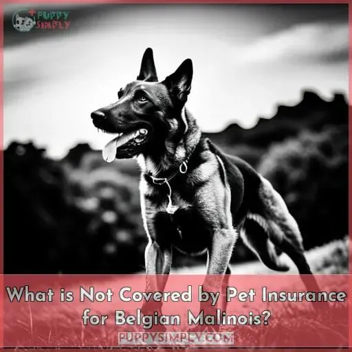 What is Not Covered by Pet Insurance for Belgian Malinois