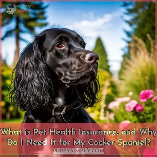 What is Pet Health Insurance, and Why Do I Need It for My Cocker Spaniel