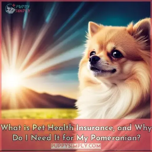What is Pet Health Insurance, and Why Do I Need It for My Pomeranian