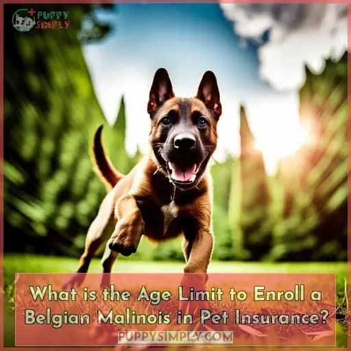 What is the Age Limit to Enroll a Belgian Malinois in Pet Insurance