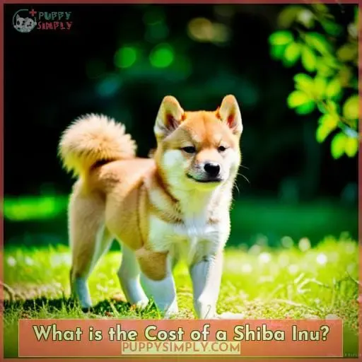 What is the Cost of a Shiba Inu