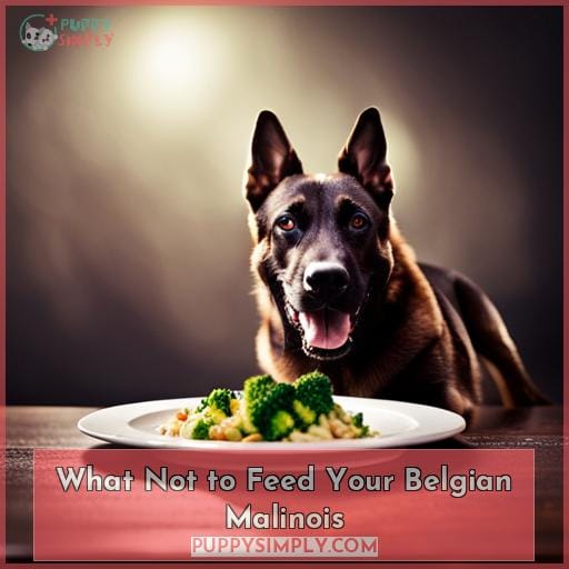 What Not to Feed Your Belgian Malinois