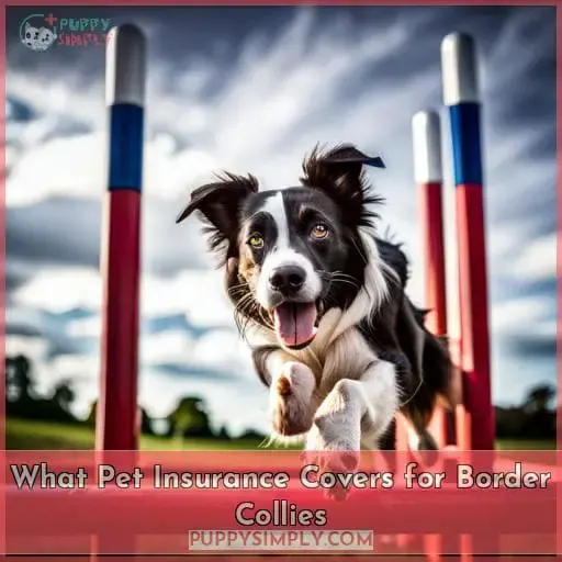 What Pet Insurance Covers for Border Collies