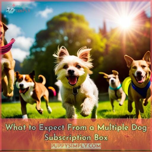 What to Expect From a Multiple Dog Subscription Box