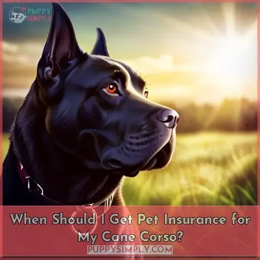 When Should I Get Pet Insurance for My Cane Corso