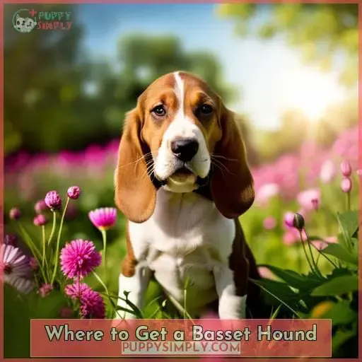 Where to Get a Basset Hound