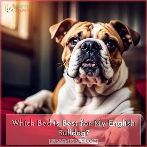 Which Bed is Best for My English Bulldog