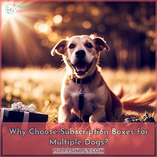 Why Choose Subscription Boxes for Multiple Dogs