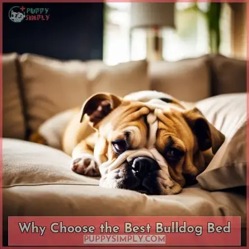 Why Choose the Best Bulldog Bed
