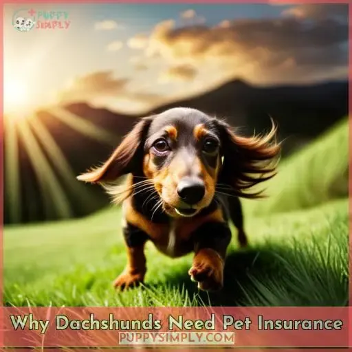 Why Dachshunds Need Pet Insurance