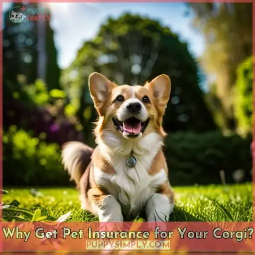 Why Get Pet Insurance for Your Corgi