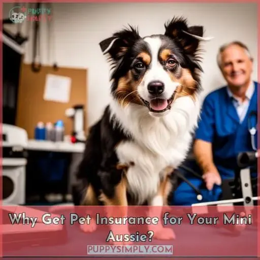 Why Get Pet Insurance for Your Mini Aussie