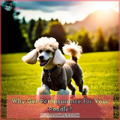 Why Get Pet Insurance for Your Poodle
